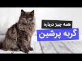 گربه پرشین همه چیز درباره ی گربه های اشرافی و پرشین کت 