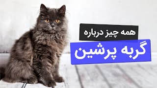 !گربه پرشین: همه چیز درباره‌ی گربه‌های اشرافی و پرشین کت