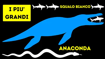 Quali che cos'è?
