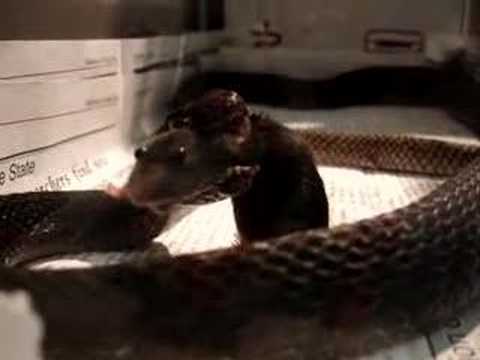 snake oil Coachwhip snake_feeding time
