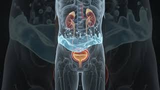 What Does Your Bladder Do?