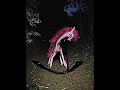 Divine Swamp Fever - official supercut