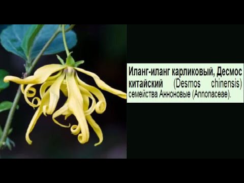 Видео: В семействе анноновых цветы есть?