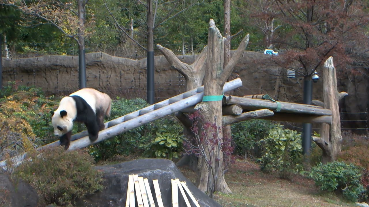 ジャイアントパンダのようす　2025年12月22日撮影