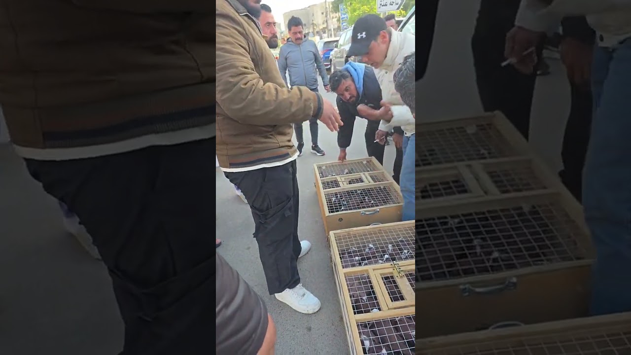 فكة ايهاب البهادلي مع توخية من الاعظمية مشاهدة ممتعه