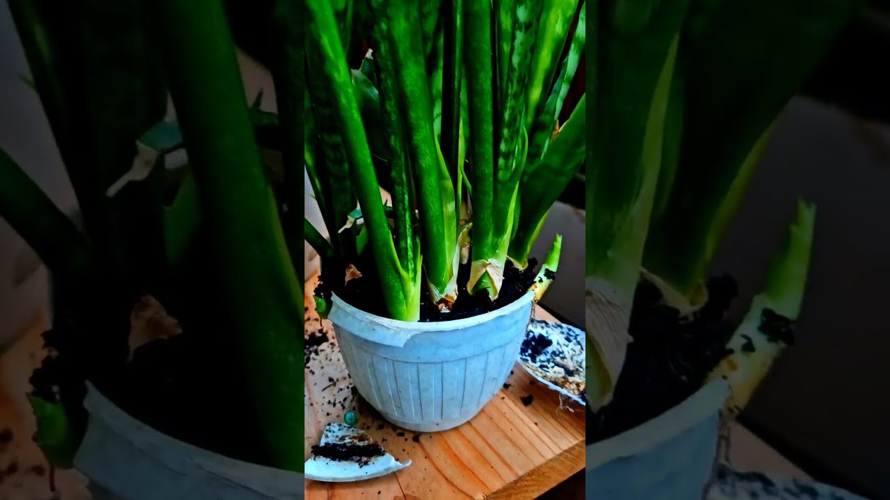 Пересадка домашних цветов