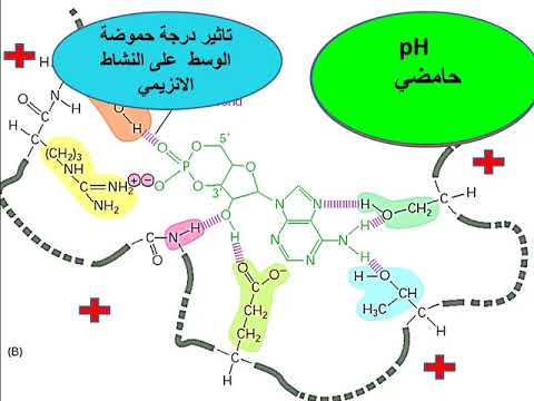 تاثير درجة الحرارة و الحموضة على النشاط الانزيمي