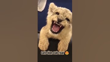 😘cute lion cub roar || lion roar || lion cub #shorts #youtubeshorts #viralshorts #video #reels #yt 😱