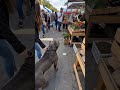 This Dog’s Emotional Reaction Was A Moment Nobody Expected 🐶❤️のサムネイル