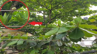 90 % of our Viewers Failed to Recognise it in the Image | STABILITY of Almond at its PEAK | Nature