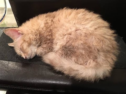 くりんくりんとした毛をもつ猫ちゃん「ラパーマ」が可愛い♡~A cat with a hair curled up and "Rapema" is cute.