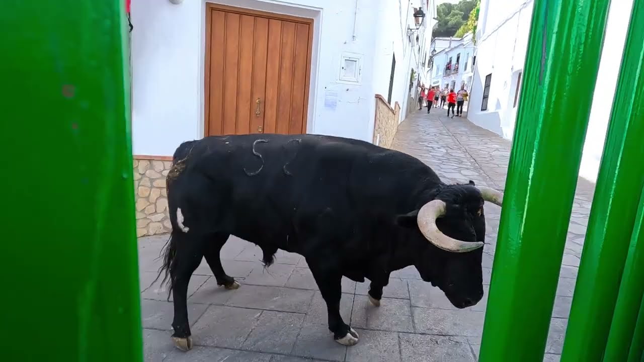 1 Toro virgen del rosario El Gastor 12:00 5 octubre 2024