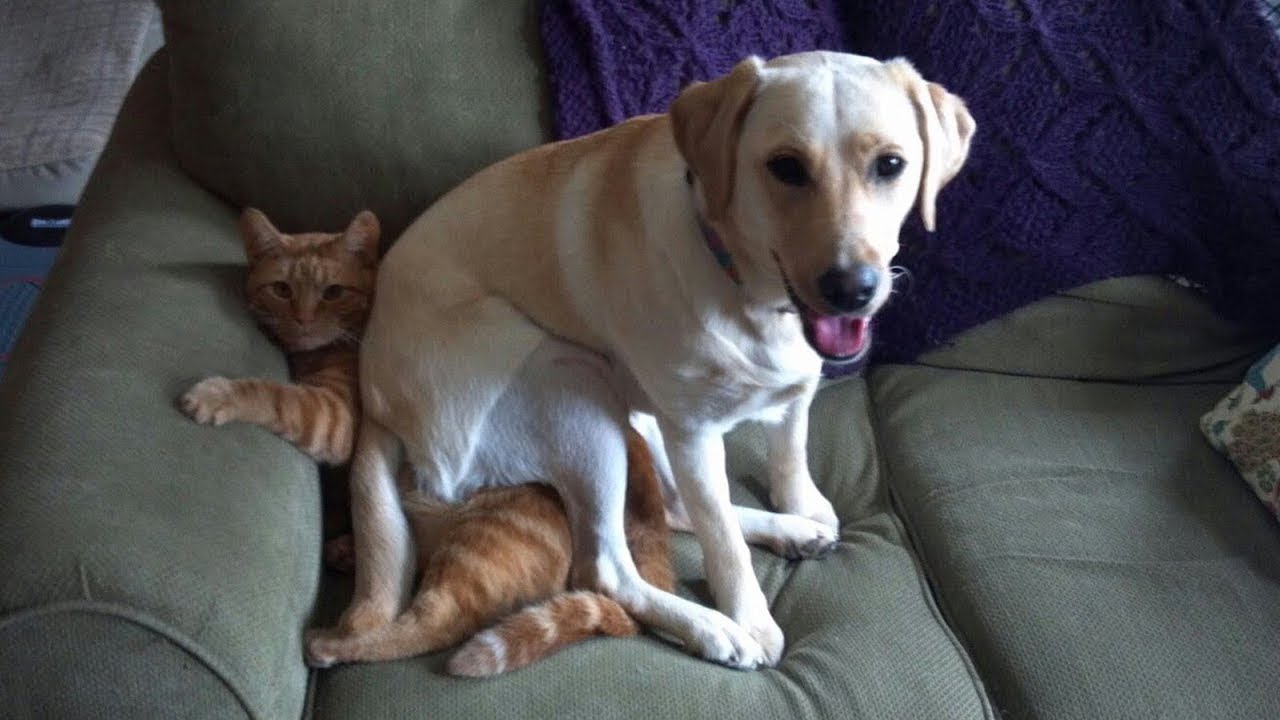 Try Not to Laugh 😍 Funny Animal Fails 2020 Funny Animals Compilation