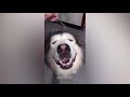 Funny Animals Reaction 2021   Cats And Dogs