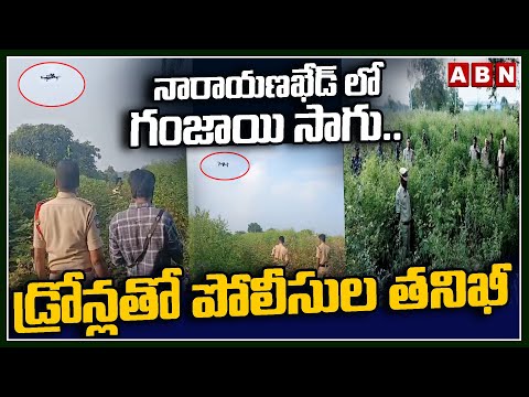 నారాయణఖేడ్ లో గంజాయి సాగు.. డ్రోన్లతో పోలీసుల తనిఖీ | Narayankhed Police Searching For Ga_nja Crop - ABNTELUGUTV
