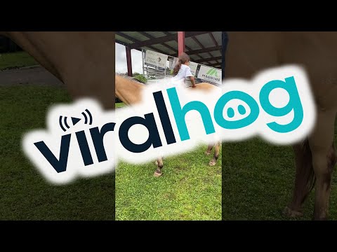 Gentle Horse Allows Climbing and Sliding || ViralHog