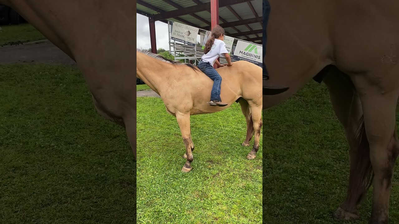 Gentle Horse Allows Climbing And Sliding ViralHog