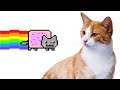 making nyan cat using a real cat 😸