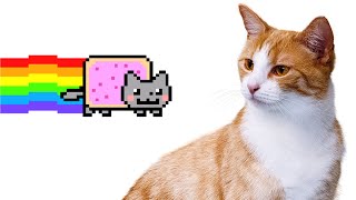 making nyan cat using a real cat 😸