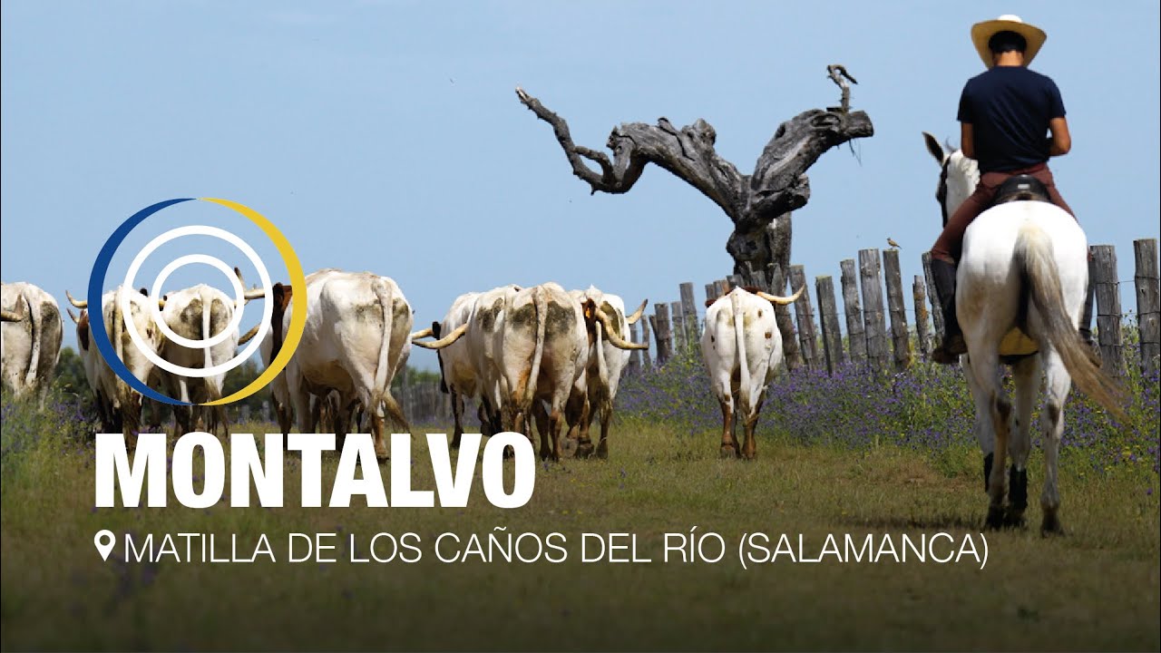 Nos vamos a Salamanca, donde pastan los toros de Montalvo