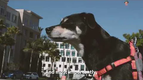 Trying times from a dog's perspective