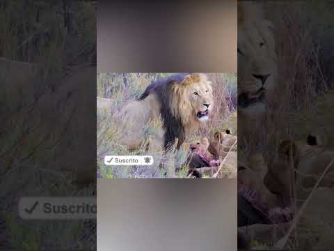 Datos interesantes sobre los leones