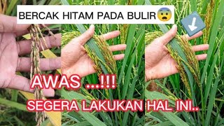 HOW TO TREAT AND TREAT BLACK/SCORN RICE GRAINS