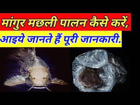 वीडियो: एक पैन में कैटफ़िश कैसे तलें