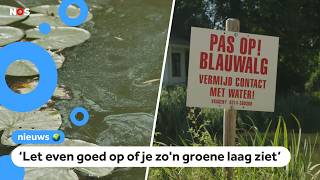 Watch out! Blue-green algae in many swimming areas