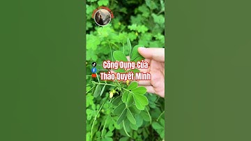 Bạn đã biết công dụng của Thảo Quyết Minh chưa?