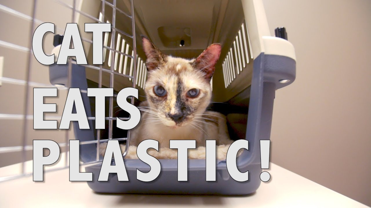 6 Main Reasons Why Your Cats Eat Plastic Tips to Stop