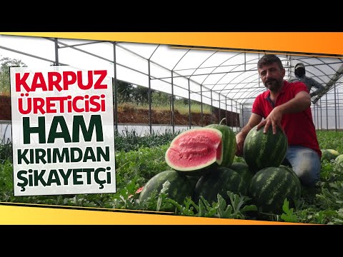 Karpuz Üreticisi Fiyattan Memnun, Ham Kırımdan Şikayetçi