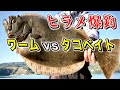 ワームとタコベイトで釣り比べた光景がお祭り状態【初心者必見】爆釣ルアーでヒラメ釣り