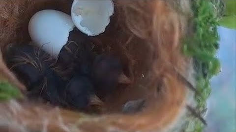 Inside a Hummingbird Nest: From Eggs to Empty Nest