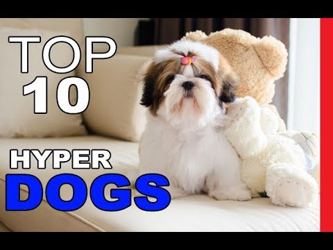 Video: The 10 Least Dog Hyper Least