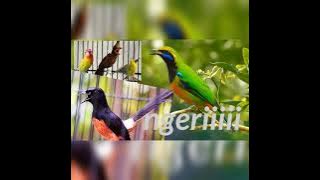 masteran tembakan tajam, ngeri,N9erolll,n3mbak