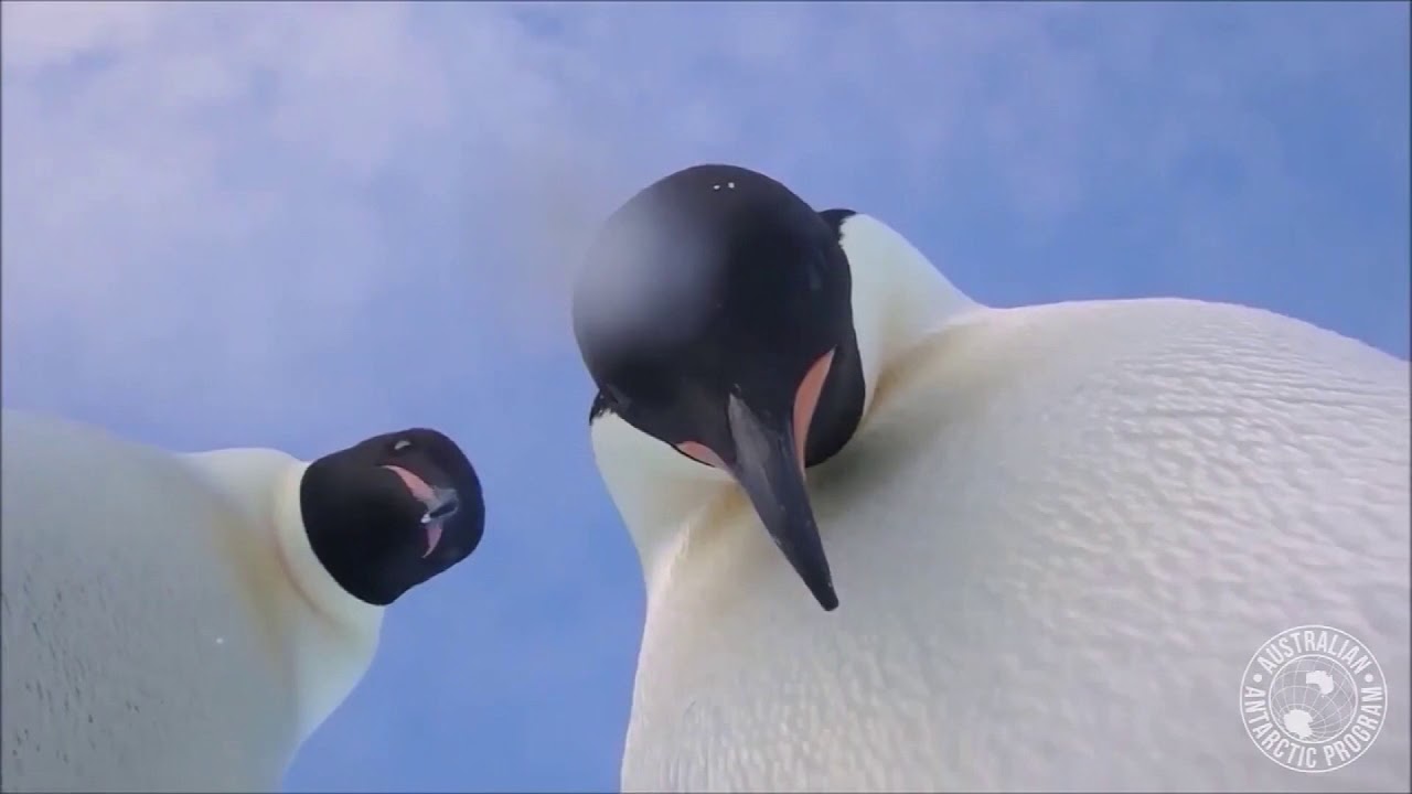 Curious Penguins Find Camera Take Video Selfie Youtube 