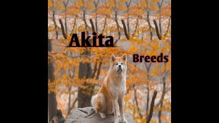 Akita | akita puppy | akita puppy grooming | akita dog breed