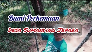 Bumi Perkemahan Sumanding  Hutan Pinus asupanharianpositif01