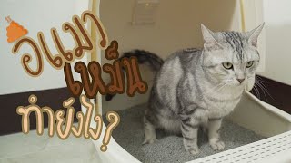 ทำไมอึแมวถึงเหม็น กำจัดกลิ่นยังไงดี ? : รีวิวfeelเฟลอร์ II FANGFUU