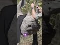 You wont believe what they do to rhinos and most dont know this