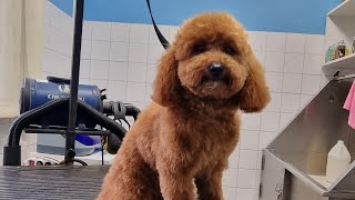 Grooming Toy Poodle