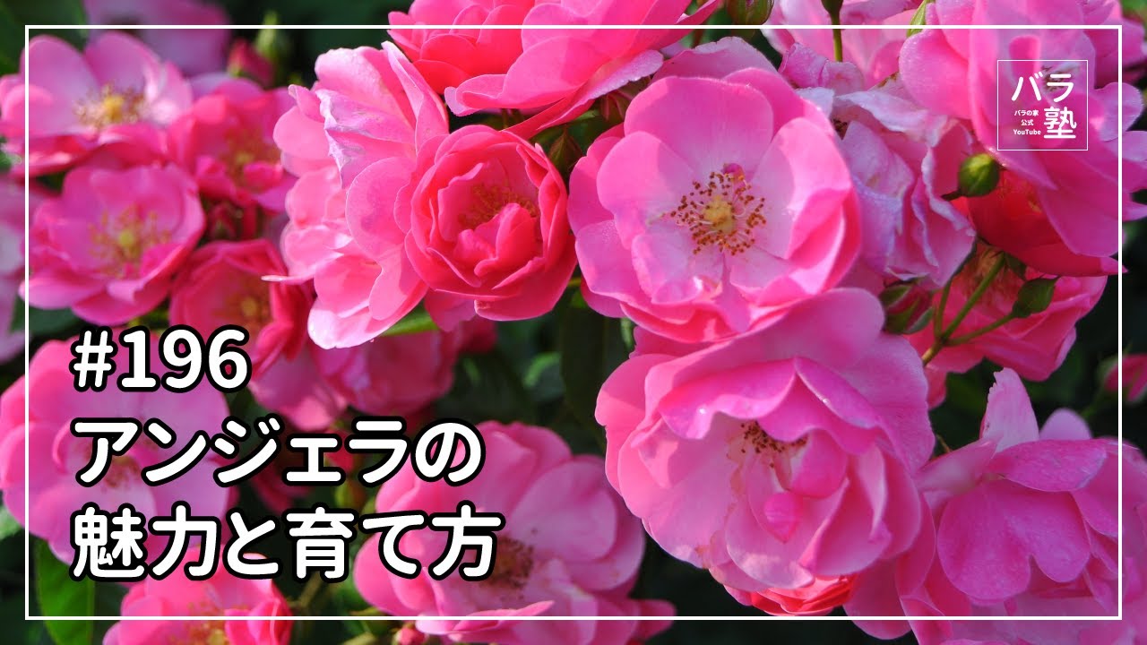 池原農園　アンジェラ 196 Angela's charm and how to raise her - YouTube