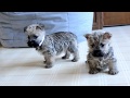 Wayne Weaver's Cairn Terrier Pups の動画、YouTube動画。
