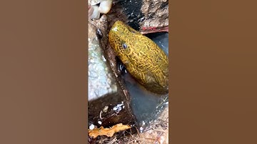 How to catch Eel fish with hook#188