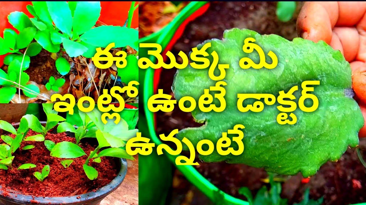 Ranapala Plant Uses In Telugu Ranapala plant is very useful for Ladies problems #Ranapalaplant - YouTube
