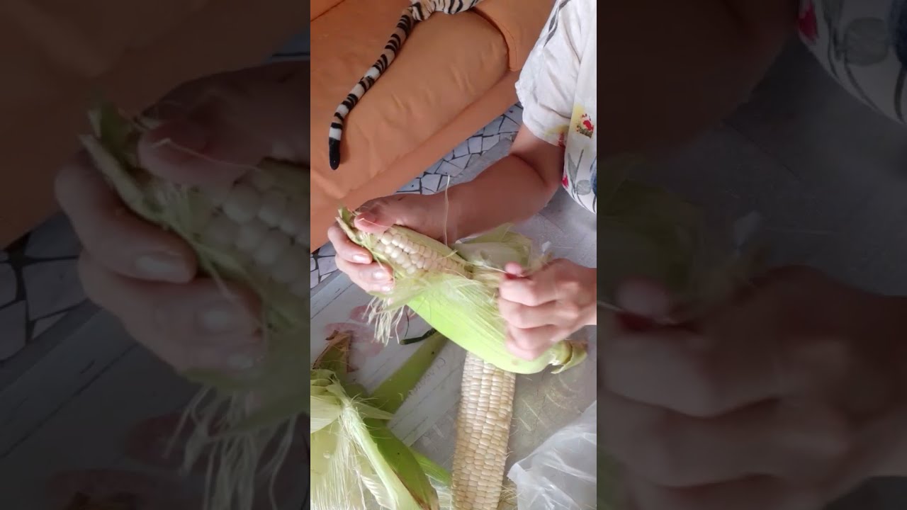 VERY FRESH AND SWEET CORN