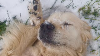 Собаки радуются, как дети первому снегу