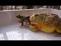 African bullfrog and american bullfroglive feeding