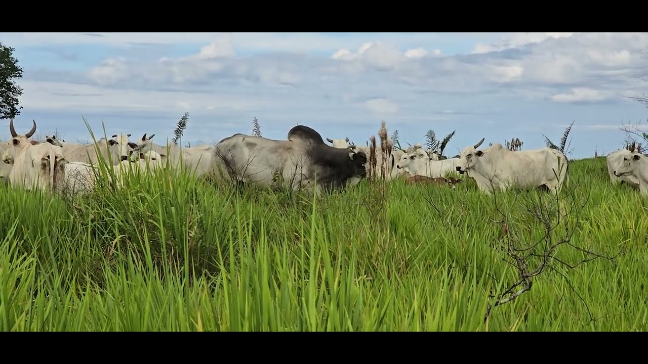 Quantas vacas de cria são necessárias para viver da pecuária?